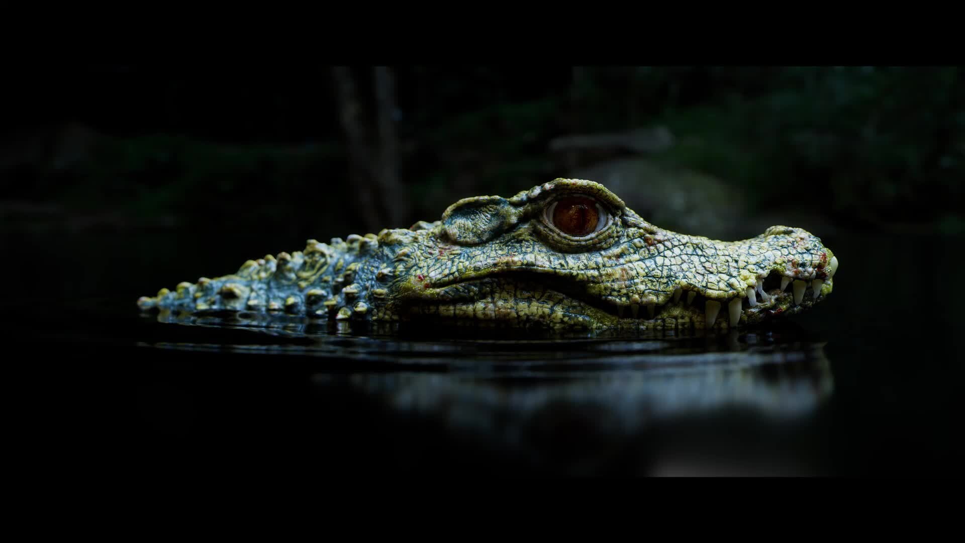 Cuviers dwarf caiman