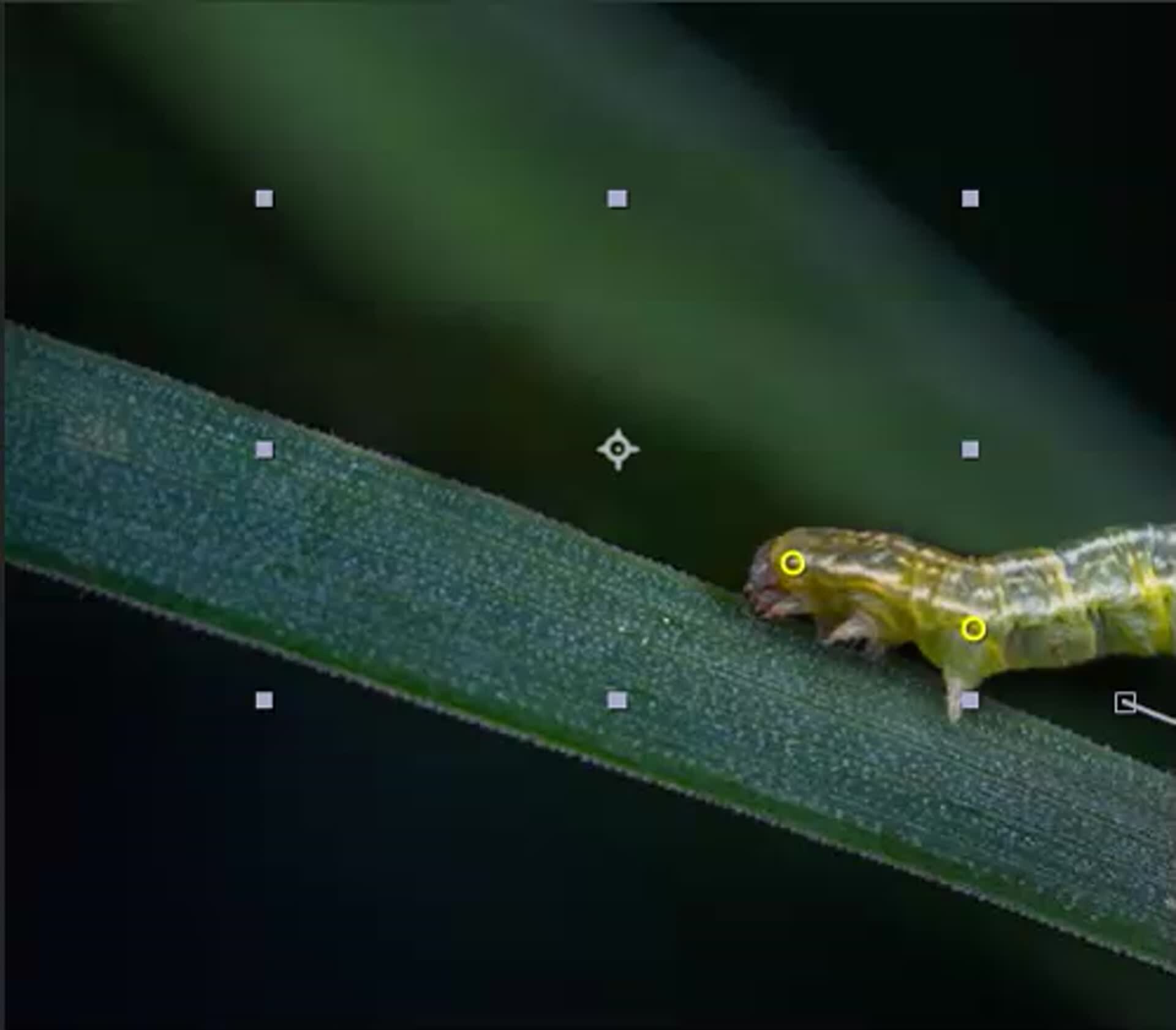 ArtStation Puppet Animation After Effect