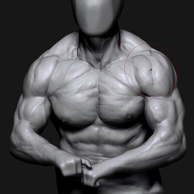 Torso Anatomy Study - TImelapse