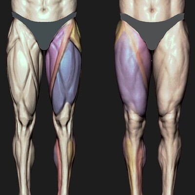 Leg Anatomy