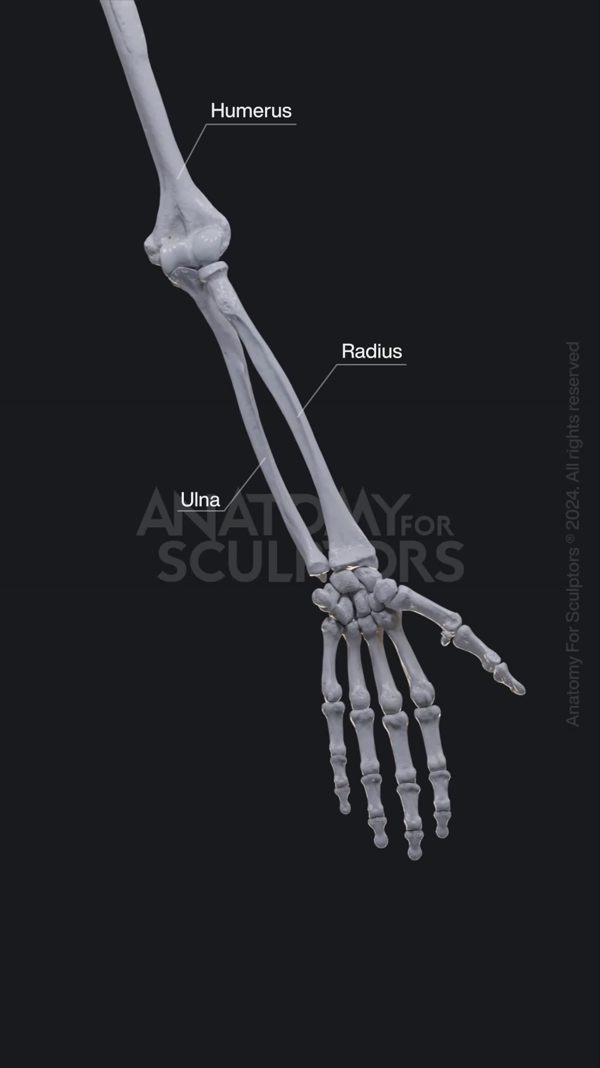 Anatomy For Sculptors - Supination and Pronation animation