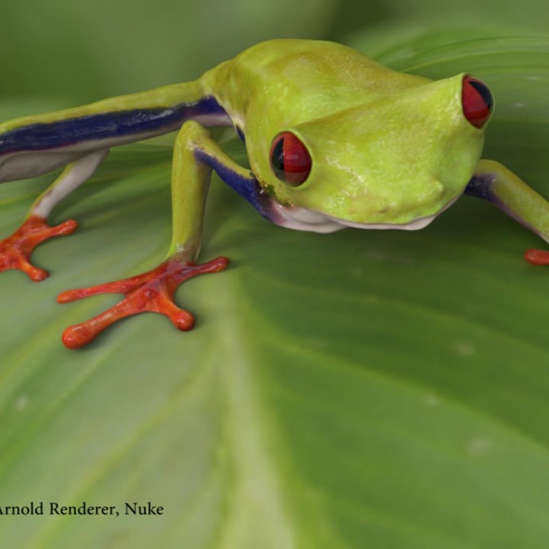 Red eyed tree frog