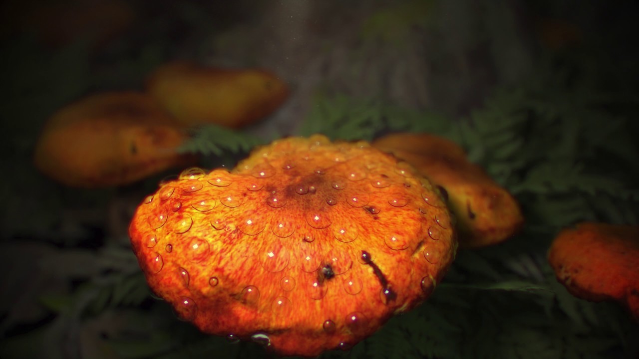 Water Droplets on Mushroom - Quixel Megascan and Houdini Livelink