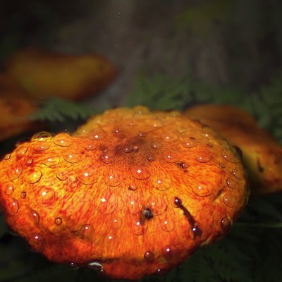 Water Droplets on Mushroom - Quixel Megascan and Houdini Livelink