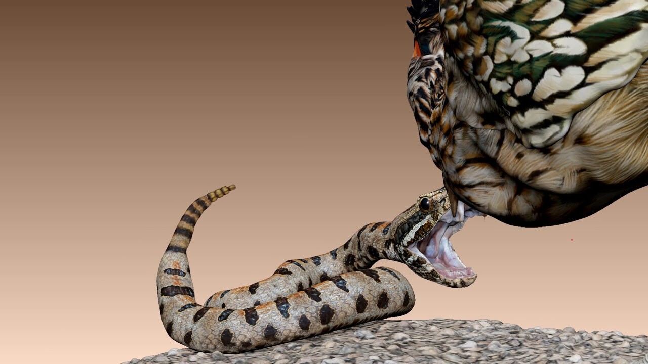 ArtStation Greater Roadrunner Versus Western Pygmy Rattlesnake
