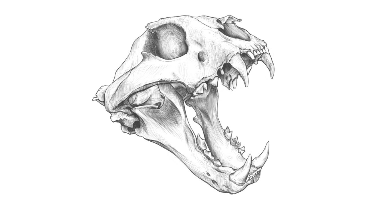 ArtStation Tiger Skull drawing.