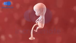 Life Before Birth with 3D Animation | Incredimate