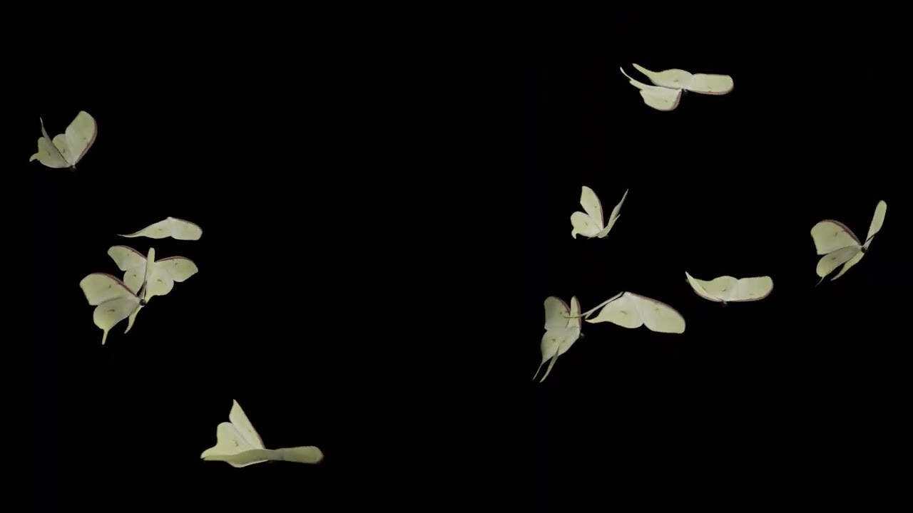 Vixen Art - Moon Moth in Flight - Blender ( Slow Motion )