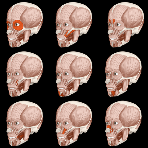 Face Muscles Bundle (Anterolateral View) - Social Media Bundle