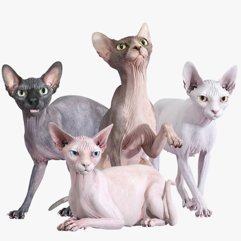 Sphynx Cat Posed Collection