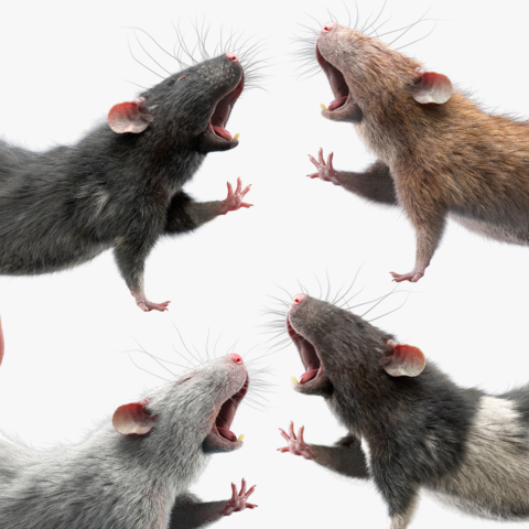 Rat Fur Rigged Collection