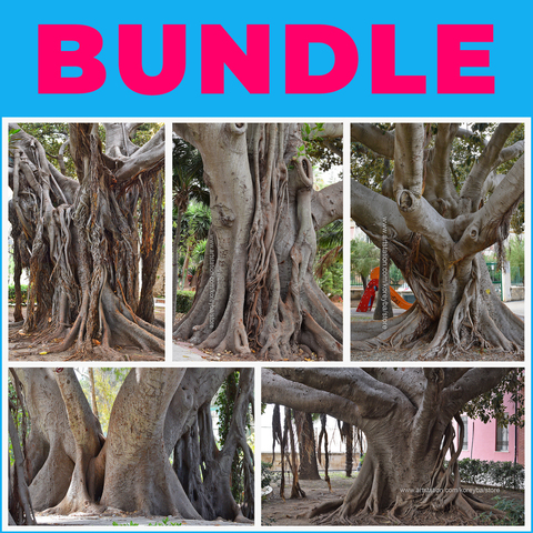 5 FICUS TREES  - 5 PHOTOGRAMMETRY IMAGE PACKS BUNDLE - STANDARD USE LICENSE
