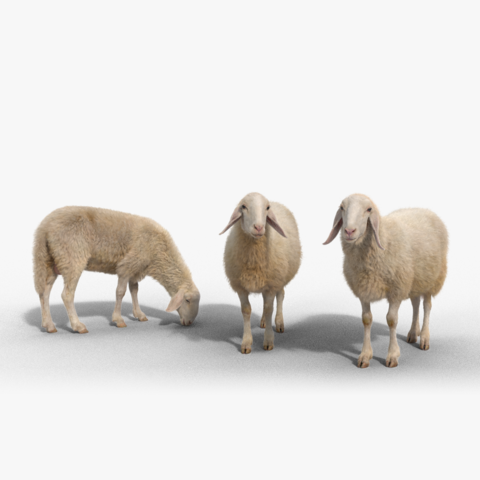 Assaf Adult Sheep Pack Animated | VFX Grace