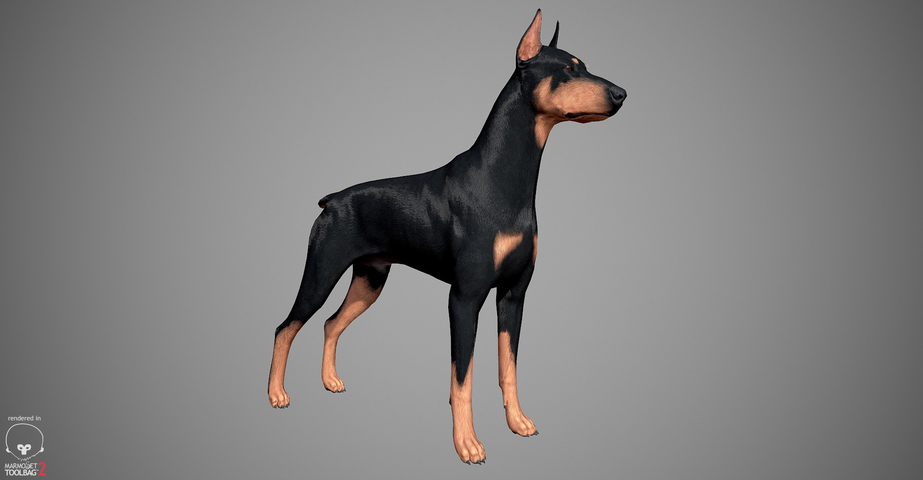Realistic Doberman Real-Time 3D Model - Preview: Marmoset Viewer...