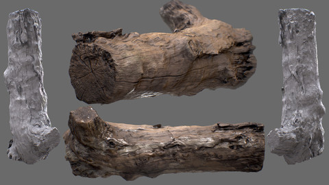 Wood Stump 02