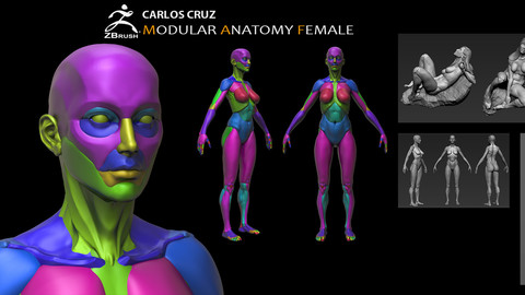 Gumroad Female Anatomy Tutorial