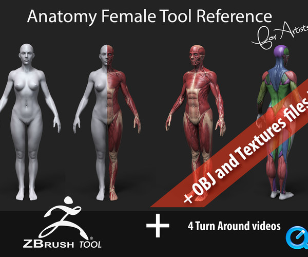 anatomy tools社 female 女性 人体模型 - 彫刻