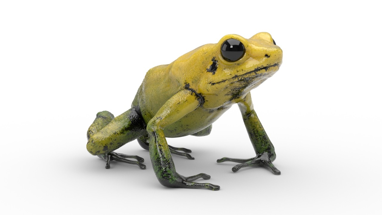 Golden Poison Dart Frog, Online Learning Center