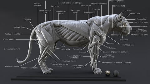 Lion Ecorche - Model Muscles Study - 3D model