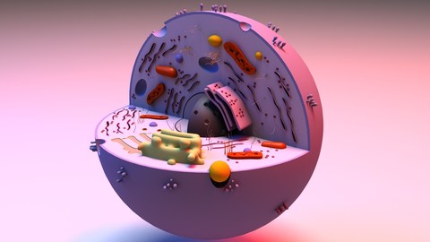 Cell 3D Model
