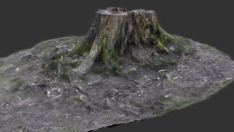 Scanned Tree Stump - Zbrush file and OBJ with textures 3D model