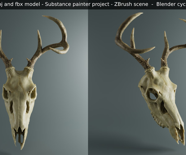 ArtStation - Deer skull | Resources