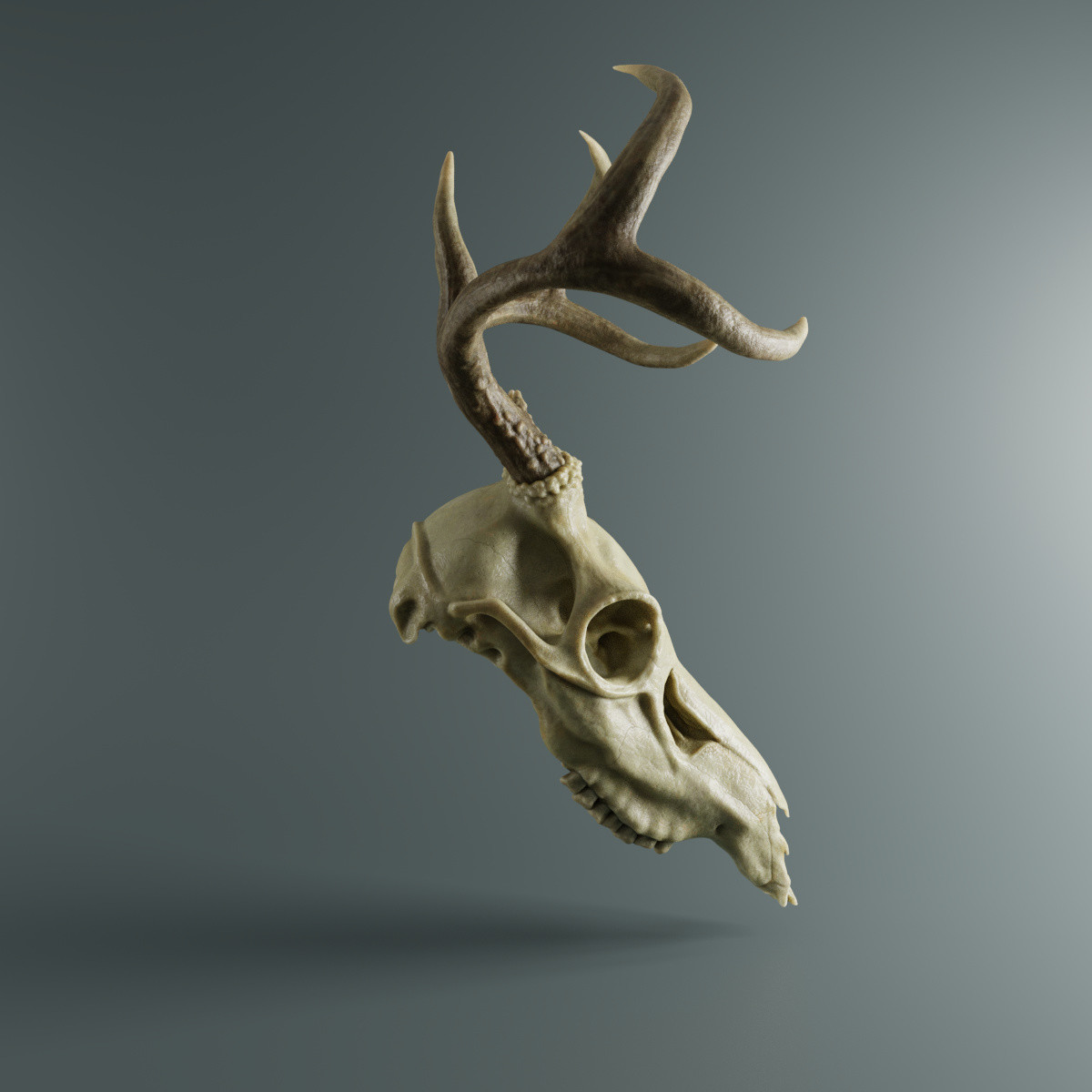 how to make a deer skull in zbrush