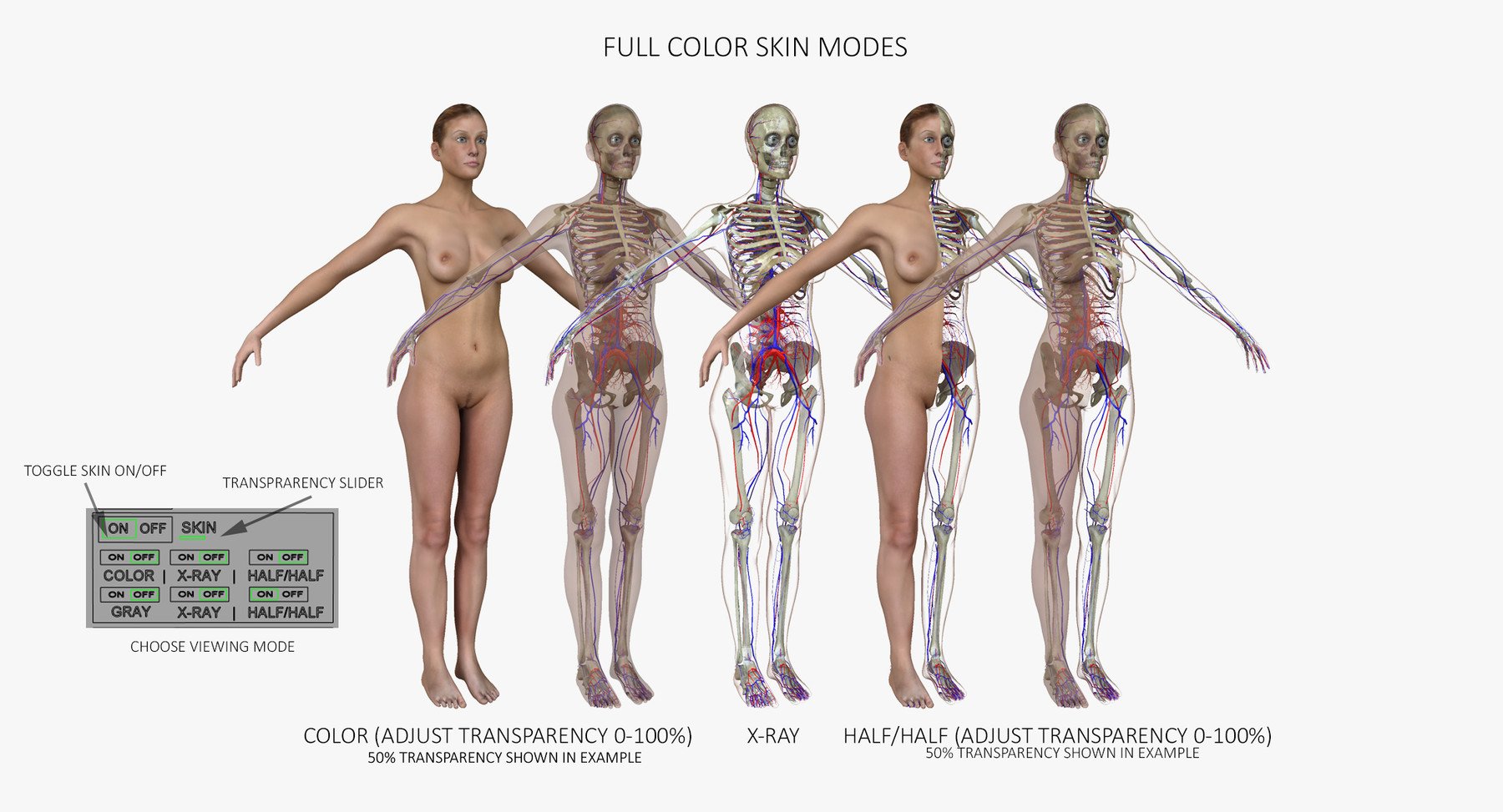 Ultimate Complete Female Anatomy - 3D Model by dcbittorf