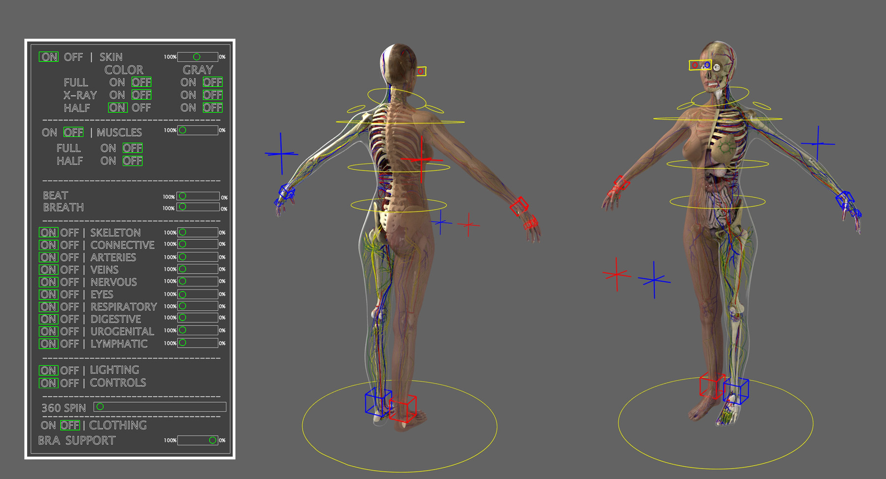 Ultimate Complete Female Anatomy - 3D Model by dcbittorf