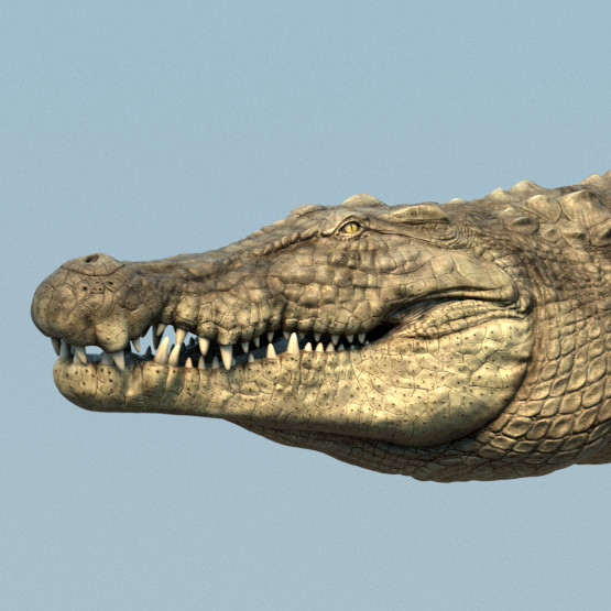 ArtStation - Crocodile Maya Rig | Resources