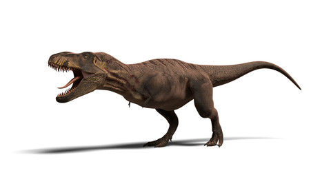 T rex - 3D model