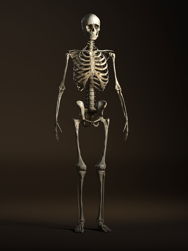 ArtStation - Human Anatomy Male Skeleton | Resources