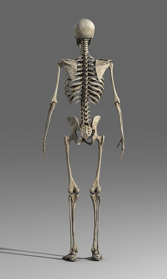 ArtStation - Human Anatomy Male Skeleton | Game Assets