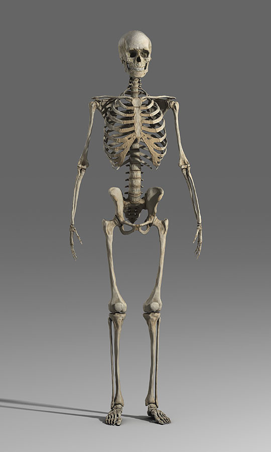 Artstation Human Anatomy Male Skeleton Resources