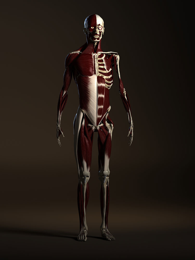 ArtStation - Human Male Anatomy Model | Resources