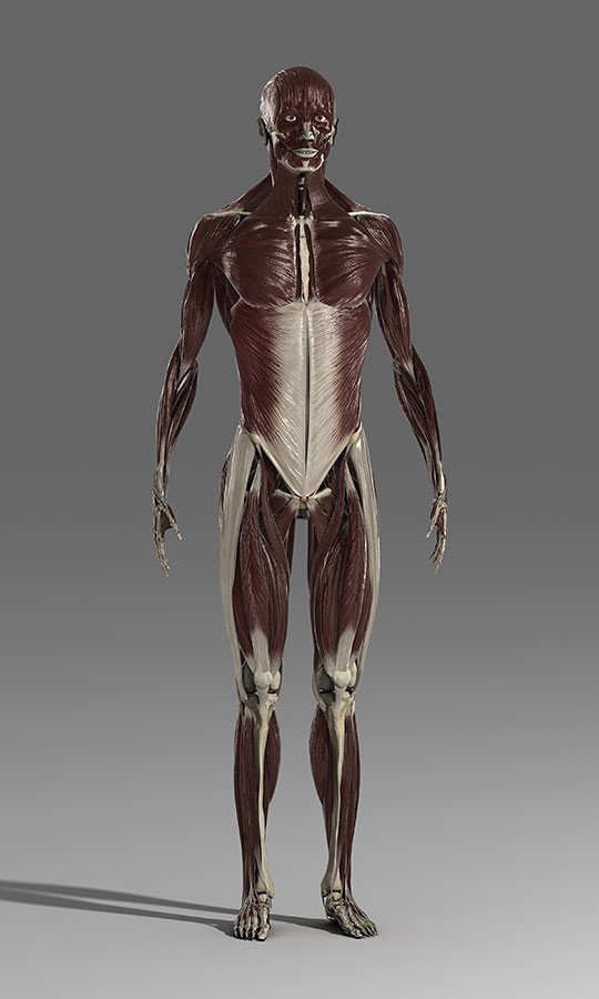 ArtStation - Human Male Anatomy Model | Resources