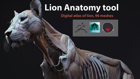 Animal anatomy 3d model