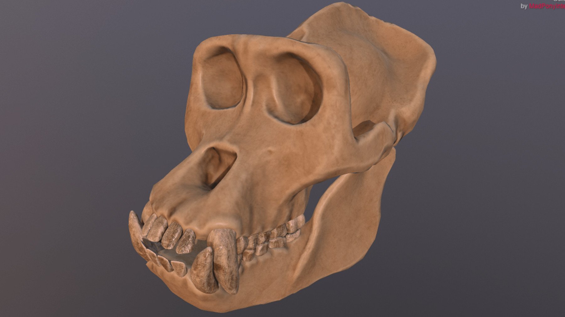ArtStation Gorilla Skull (Refined Scan) Resources