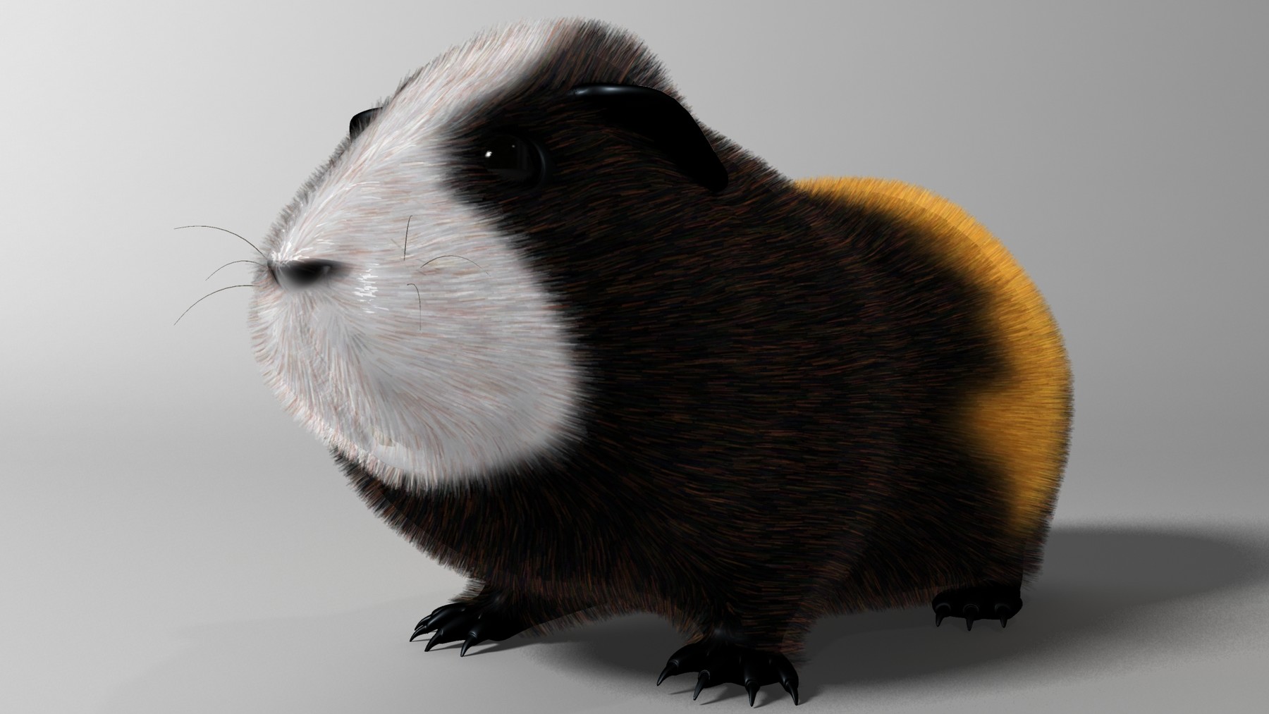 Морские свинки видят в темноте. Cavia для морских свинок. Cavia porcellus (Guinea Pig). Морская Свинка браш. Морская Свинка Шуша.