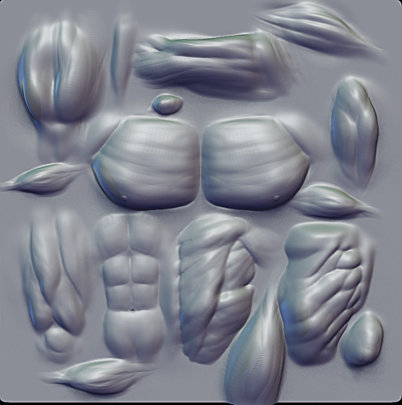 abdominal muscles alpha zbrush