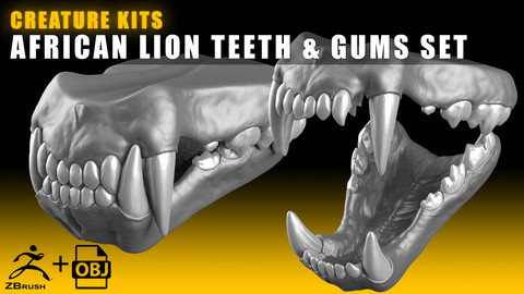 CREATURE KITS: African Lion Teeth & Gums - High Poly OBJ File / ZBrush File with Subdivisions