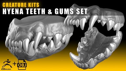 CREATURE KITS: Hyena Teeth & Gums - High Poly OBJ File / ZBrush File with Subdivisions