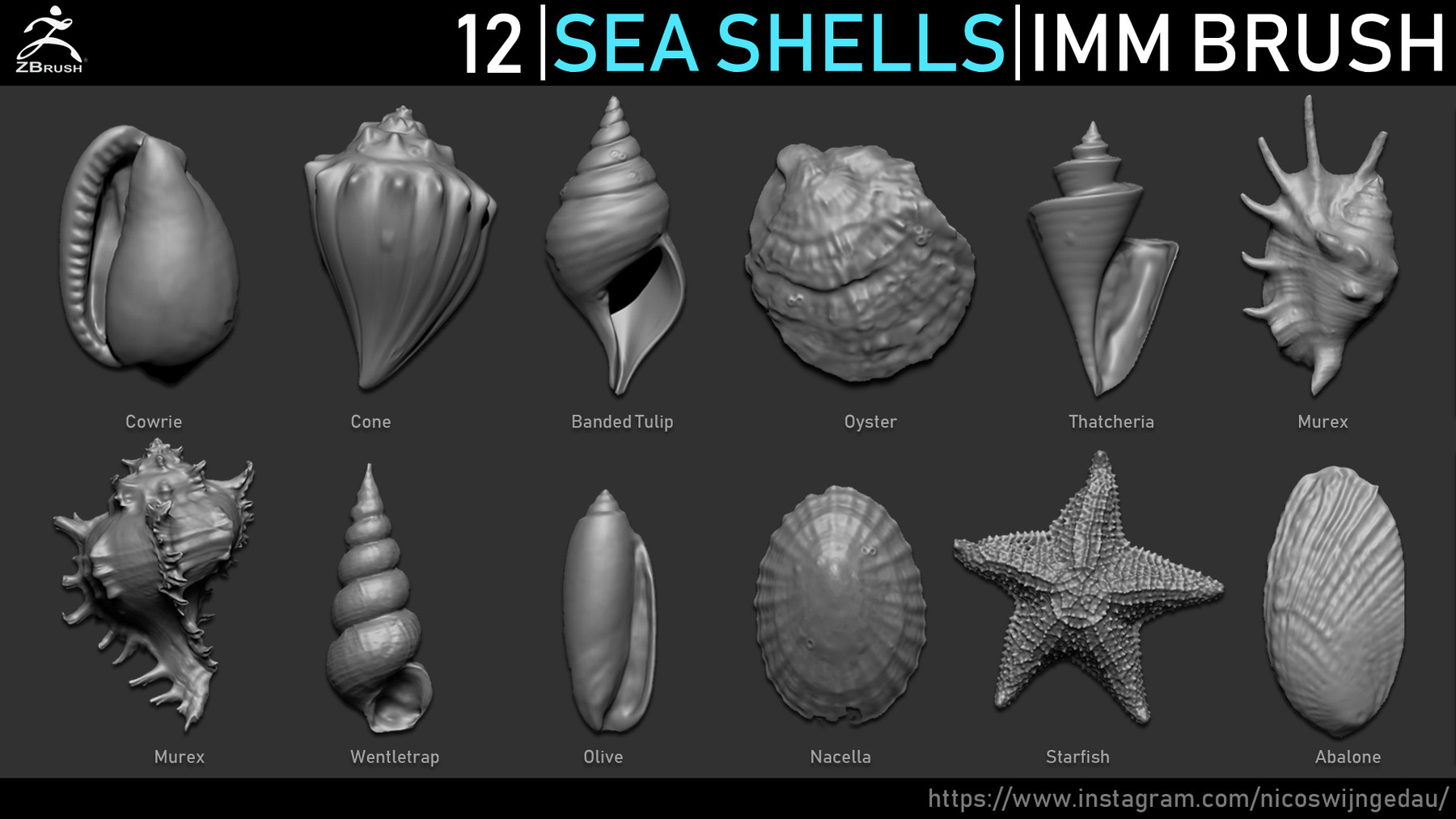 sea shells in zbrush
