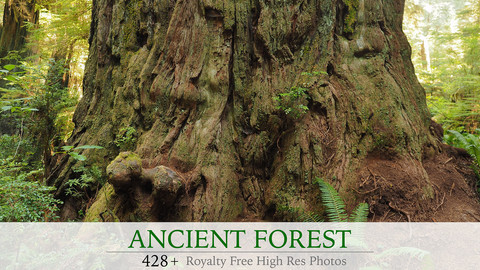 Ancient Forest Photo Pack