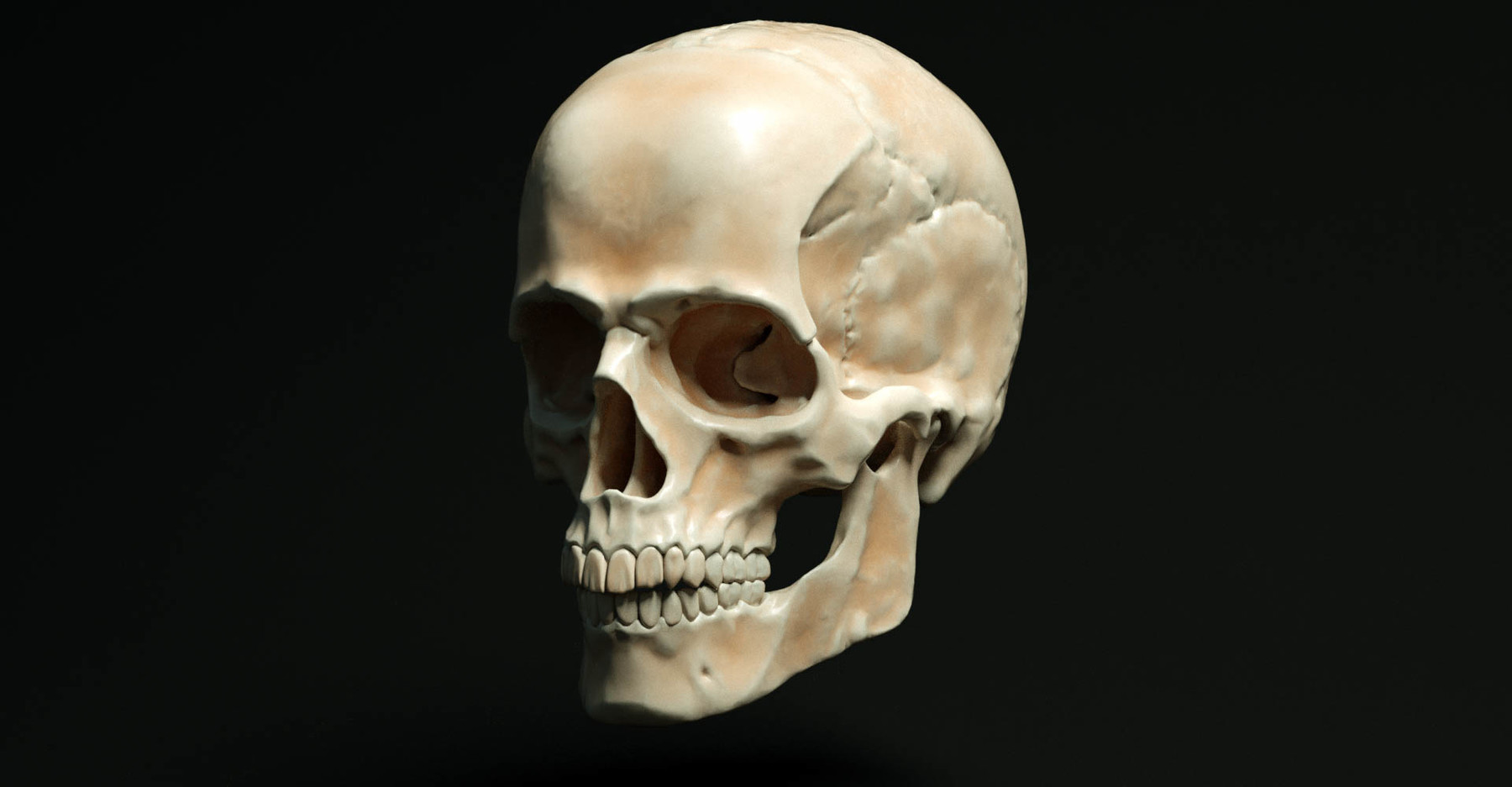 Череп скелет человека 3 д