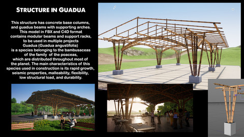 Structure in Guadua
