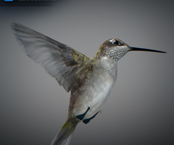 ArtStation - Animated Hummingbird | Resources