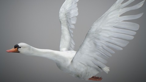 Animated Swan