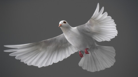 Animated White Dove
