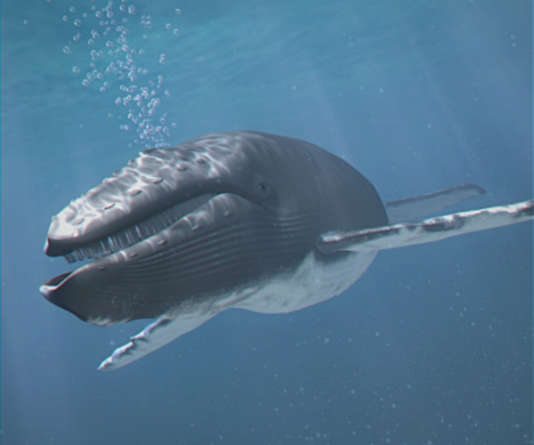 ArtStation - Animated Whale | Resources